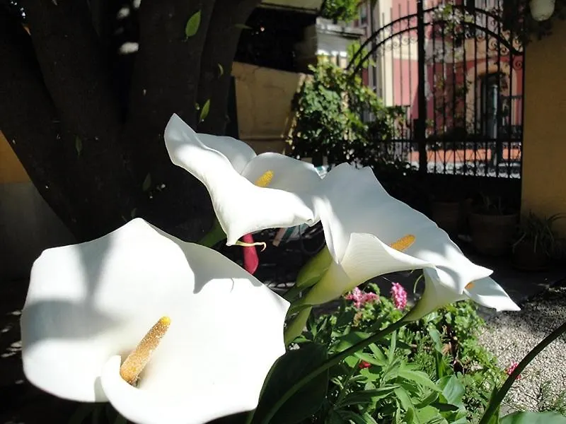 Hotel Miranda Varazze Italy